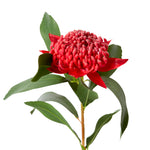 Waratah Flower Stem Red 24x22x69cm