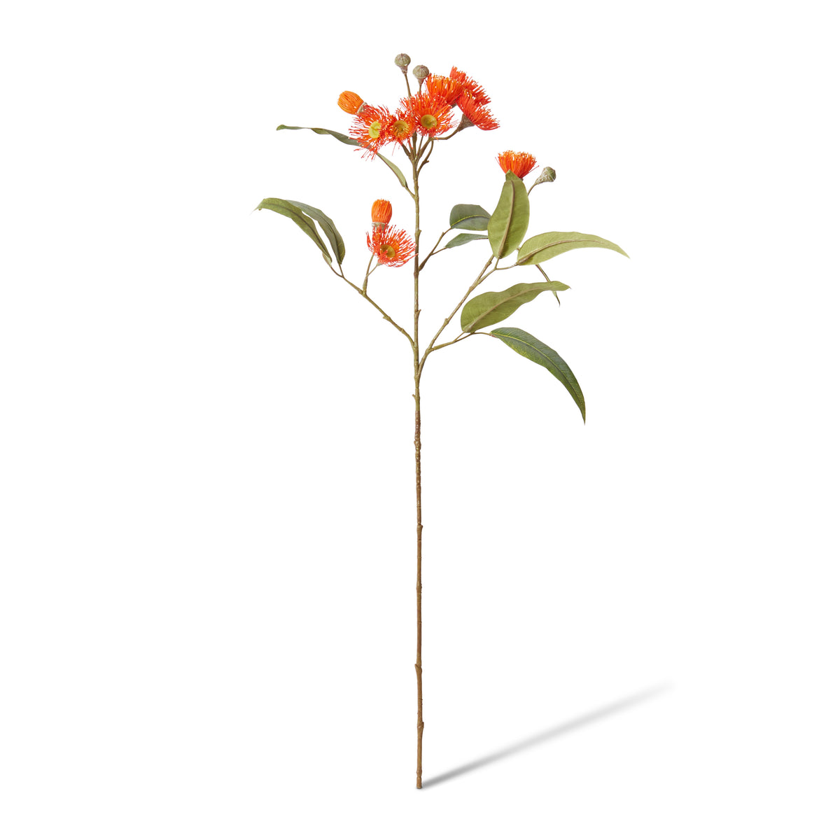 Eucalyptus Flowering Spray Orange 17x8x76cm