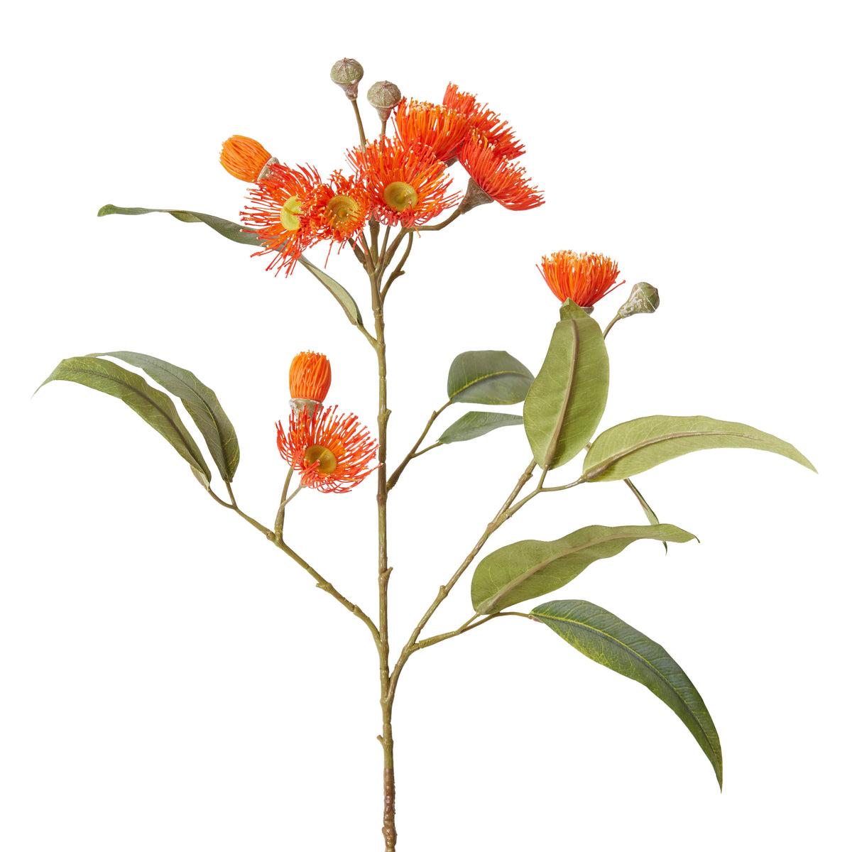 Eucalyptus Flowering Spray Orange 17x8x76cm
