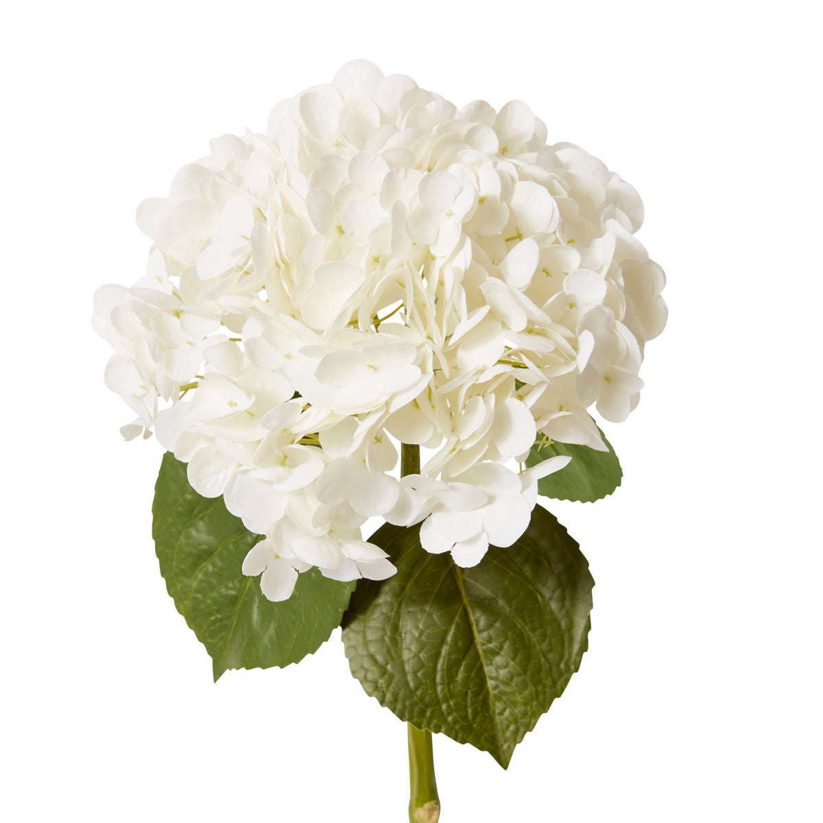 Hydrangea Classic Stem (RT) White 30x20x52cm