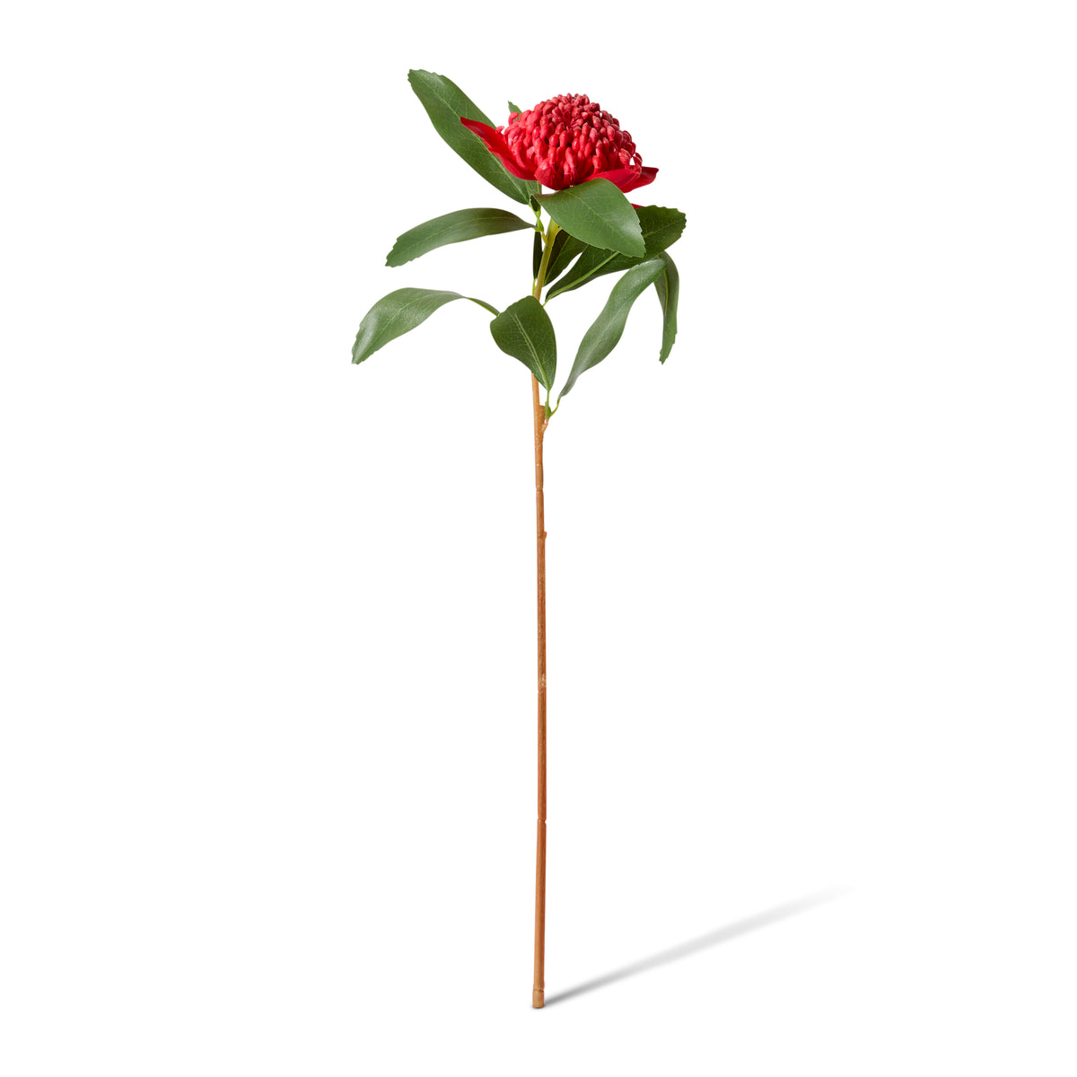 Waratah Flower Stem Red 24x22x69cm