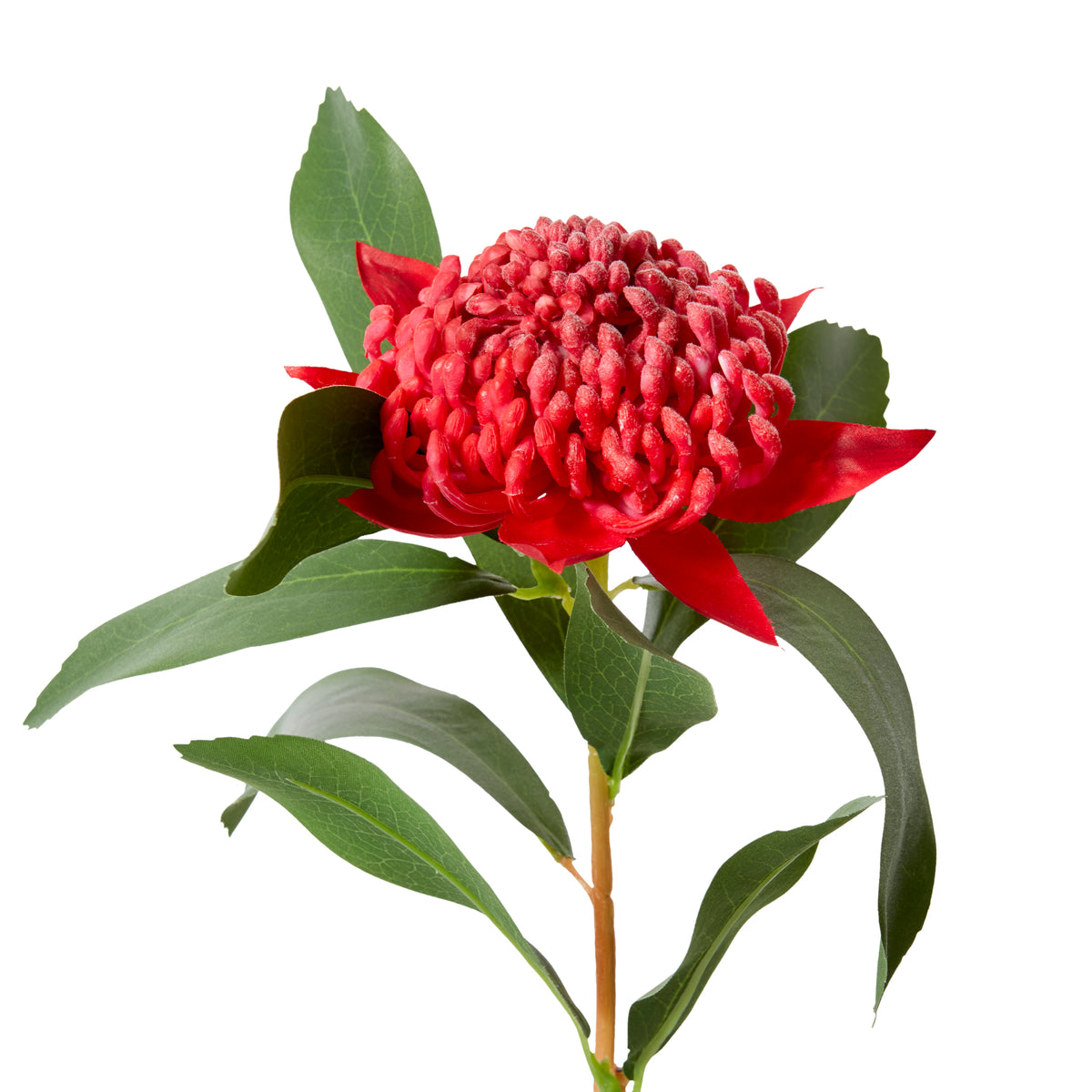 Waratah Flower Stem Red 24x22x69cm